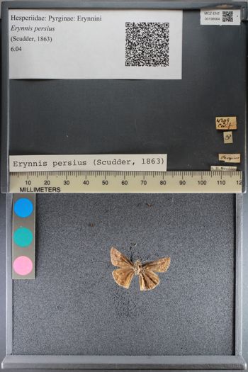 Media type: image;   Entomology 198064